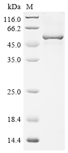 SDS-PAGE