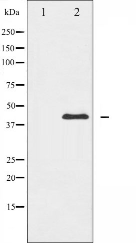 Валидация Affinity AF6496 - 3831