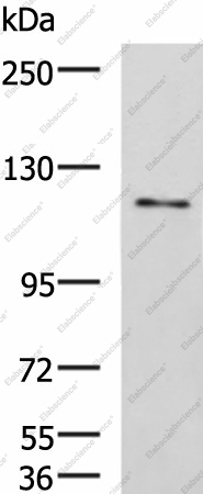 Вестерн-блоттинг, FNIP2, клетки LO2