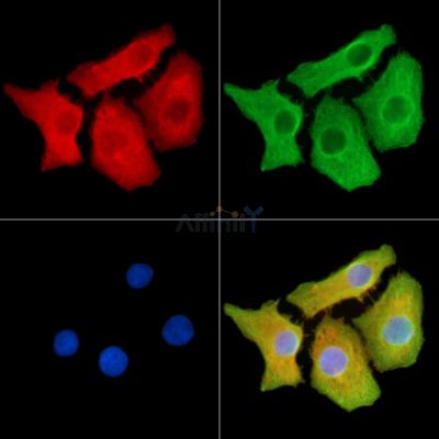 Валидация Affinity DF14241 - 10090