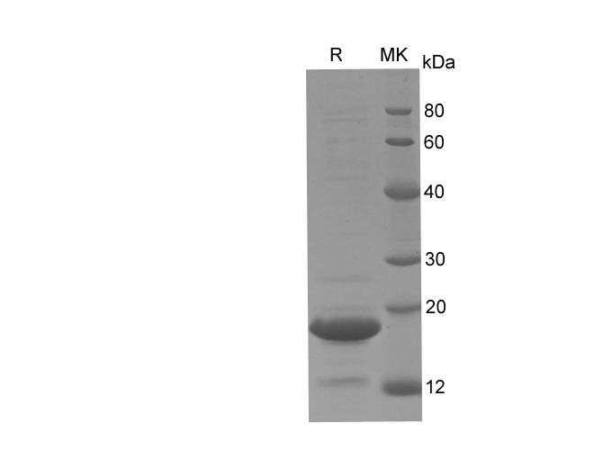 Валидация Elabscience PDEH100753(197)