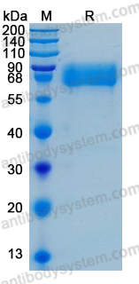 Валидация AntibodySystem AHE59001