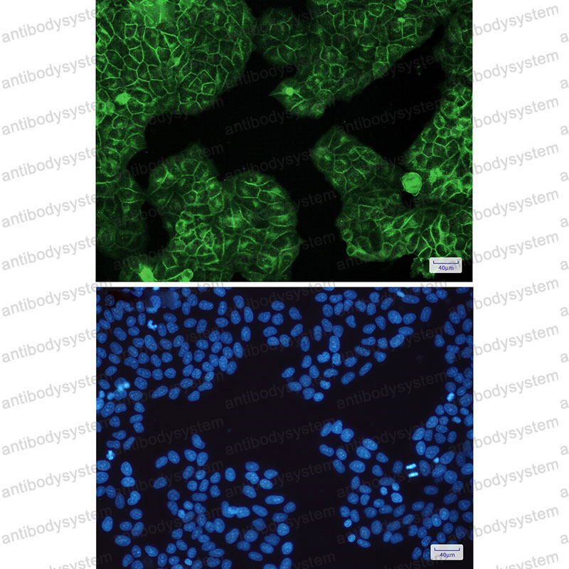 Валидация IF - AntibodySystem RHM00103