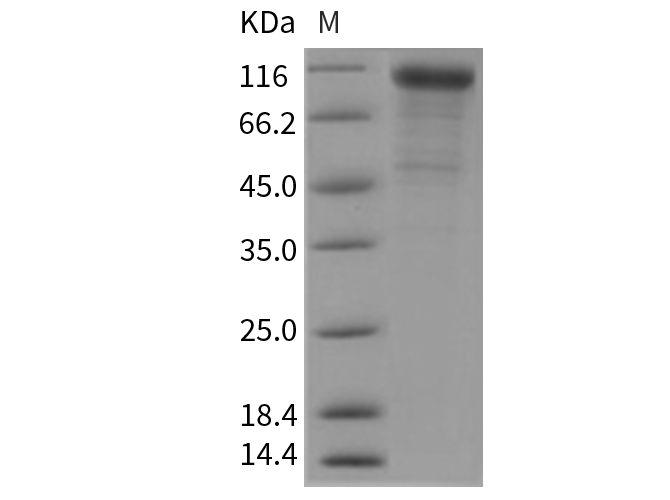 Валидация Elabscience PKSM040405(4405)