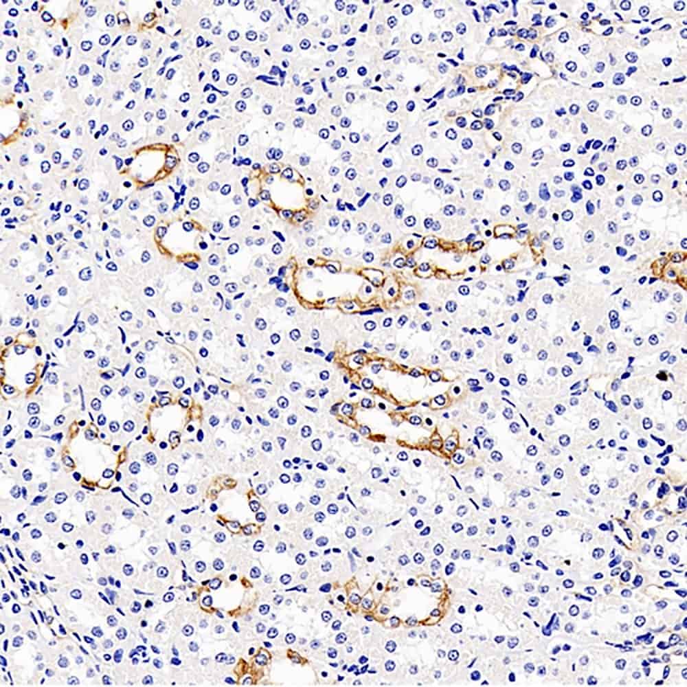 Валидация Elabscience E-AB-70246