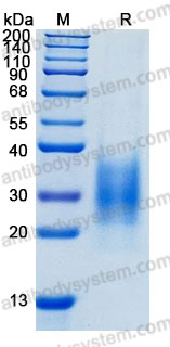 Валидация AntibodySystem AHJ53501