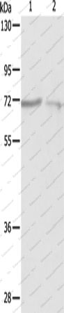 Вестерн-блоттинг, SH-PTP1, клетки A375 и A431