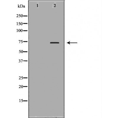 Валидация Affinity DF7271 - 18937