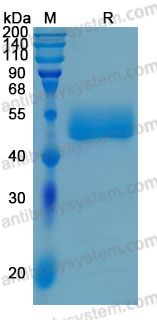 Валидация AntibodySystem AHA06801