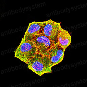 Валидация IF - AntibodySystem RHD28303