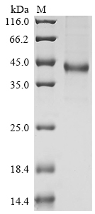SDS-PAGE