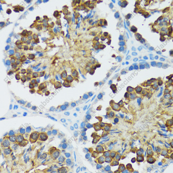 Иммуногистохимия, Caspase-3, ткань семенника крысы