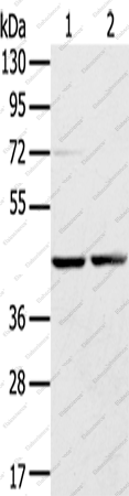 Вестерн-блоттинг, RRAGA, клетки HepG2 и HeLa