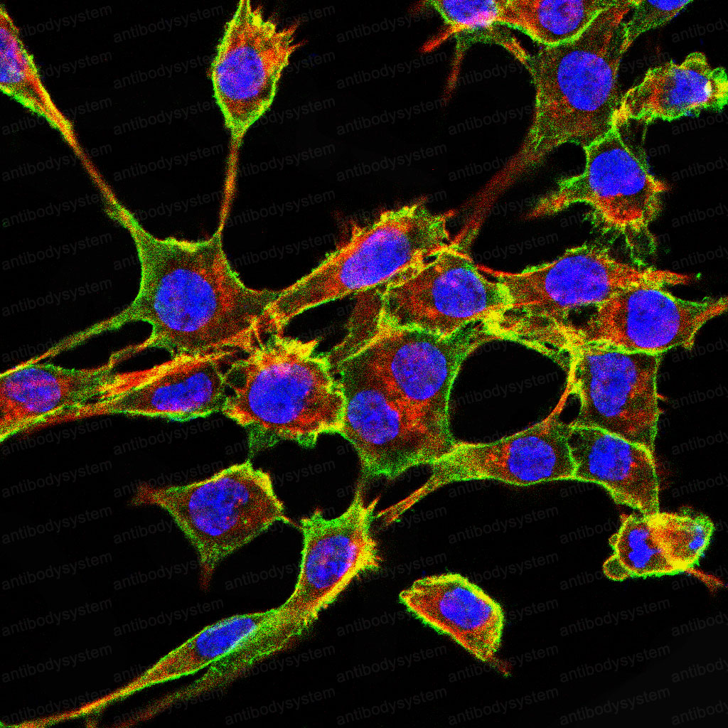 Валидация IF - AntibodySystem RHD14802