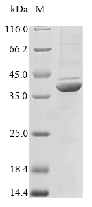 SDS-PAGE