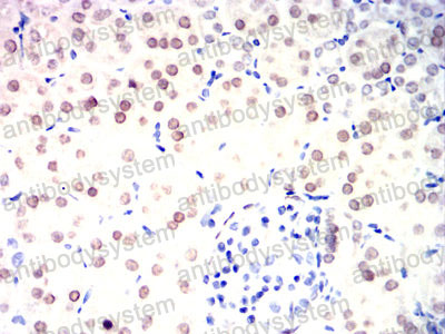 Валидация AntibodySystem RHE14901 (1997)