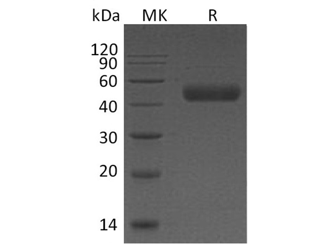 Валидация Elabscience PKSH032470(2940)