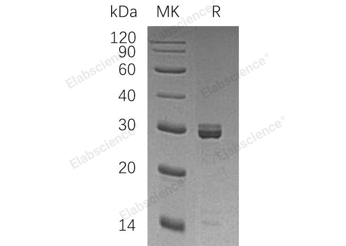 Валидация Elabscience PKSH032407(2887)