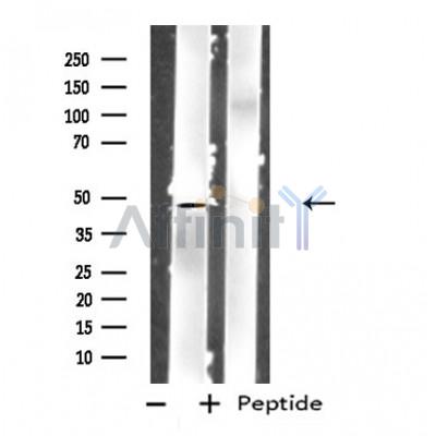 Валидация Affinity DF4977 - 16820