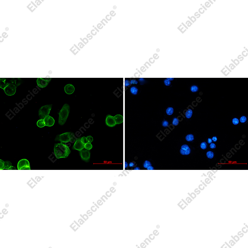 Иммунофлуоресценция, EpCAM, клетки MCF-7