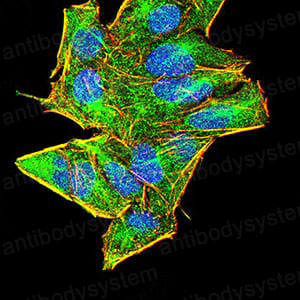Валидация IF - AntibodySystem RHA32702