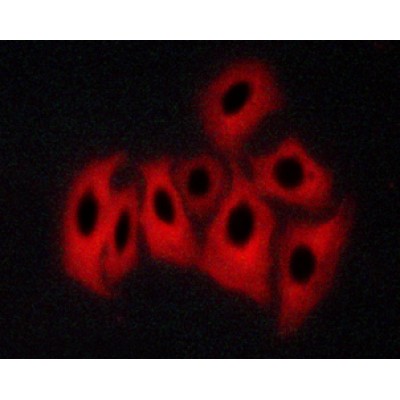 Валидация Affinity AF3493 - 2025