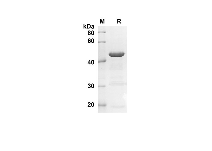 Валидация Elabscience PDEH100556(72)