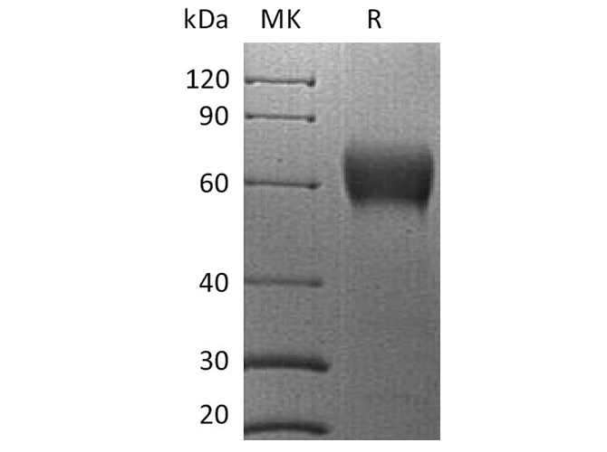 Валидация Elabscience PKSH033565(3862)
