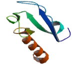 Fucosyltransferase 4 (FUT4)