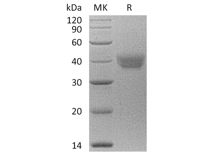 Валидация Elabscience PKSH033692(3972)