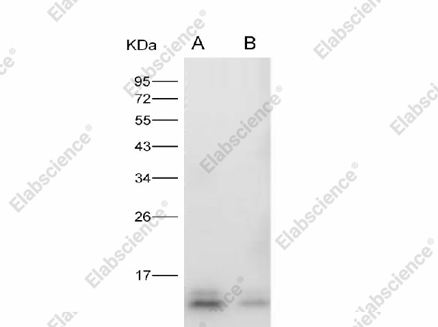 Вестерн-блоттинг, ZIKV Envelope protein (Domain III), рекомбинантный белок