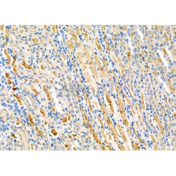 Валидация Affinity DF9818 - 22703