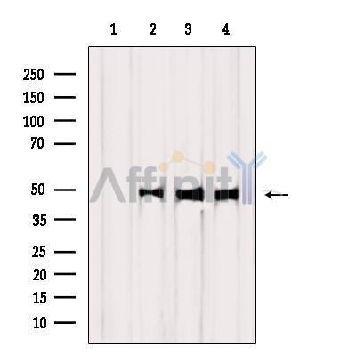 Валидация Affinity DF6331 - 17660