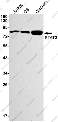 Вестерн-блоттинг, STAT3, клетки Jurkat, C6, CHO-K1