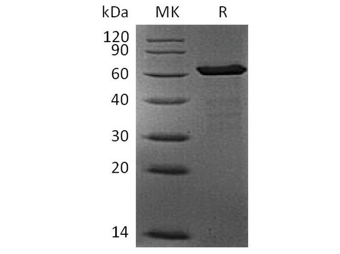 Валидация Elabscience PKSH033679(3962)