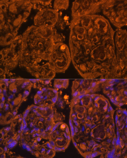 Валидация Elabscience E-AB-60105