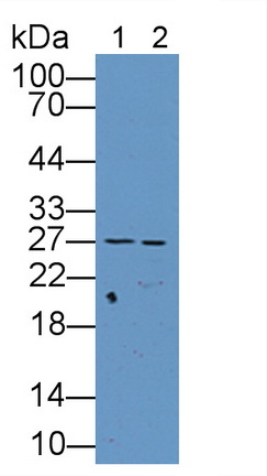 11927