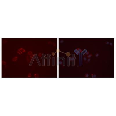 Валидация Affinity DF2788 - 13528