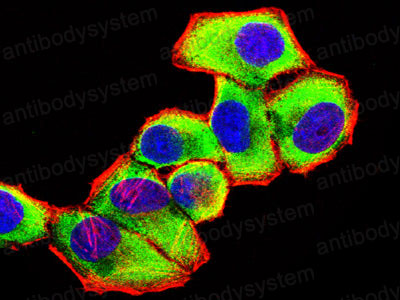 Валидация IF - AntibodySystem RHD46503