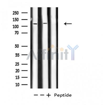 Валидация Affinity DF4790 - 16523