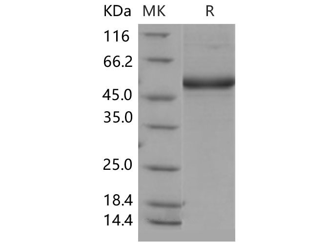 Валидация Elabscience PKSM040534(4524)