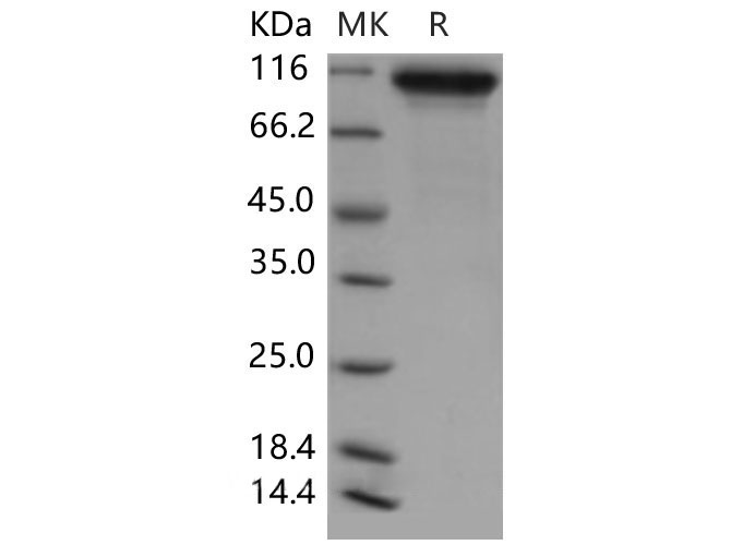 Валидация Elabscience PKSM040520(4511)