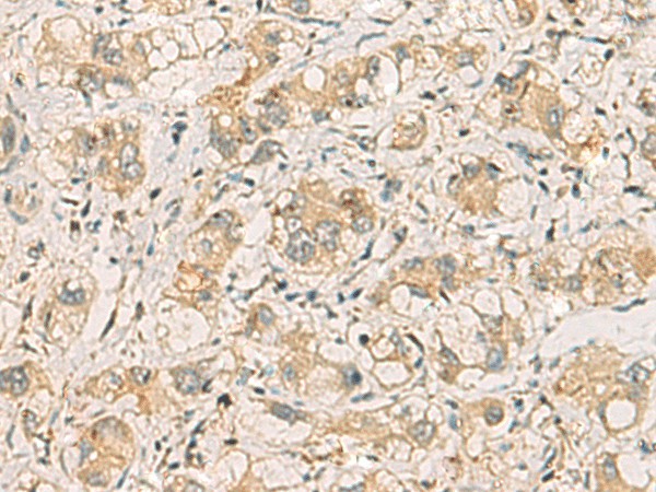 Валидация Elabscience E-AB-19884