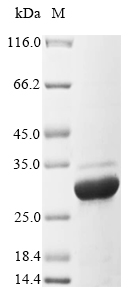 SDS-PAGE