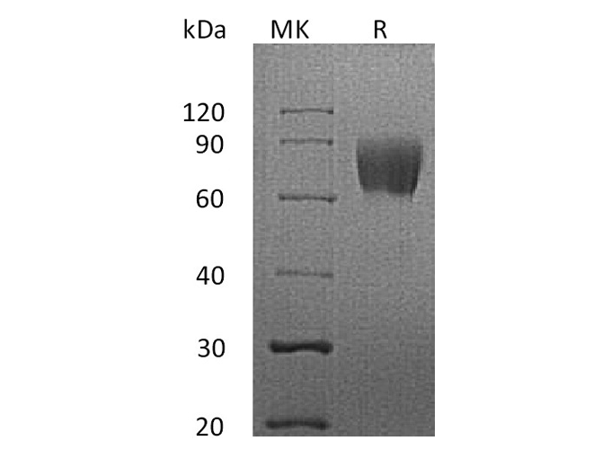 Валидация Elabscience PKSH033594(3887)