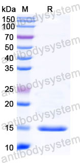 Валидация SDS-PAGE - AntibodySystem RHB90002