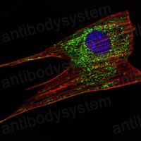 Валидация IF - AntibodySystem RHN91902