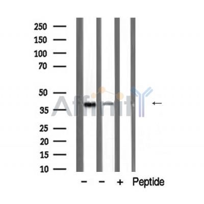 Валидация Affinity DF3003 - 13741