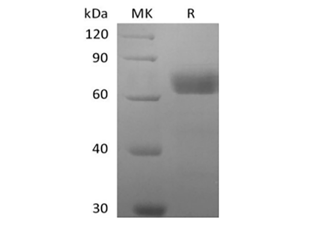 Валидация Elabscience PKSH033997(4227)
