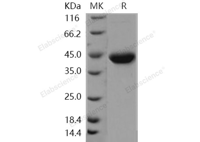 Валидация Elabscience PKSH031133(1911)